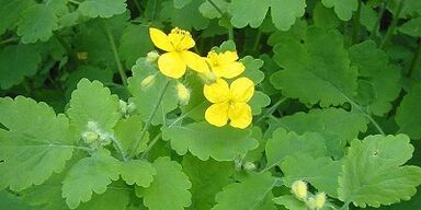 Zdravljenje gliv za nohte na nogah celandine
