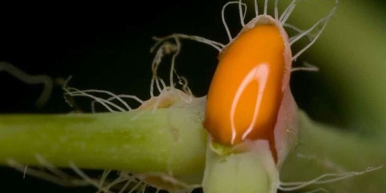 sok celandina za zdravljenje glivic na nohtih